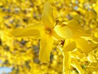 Forsythia cv. Beatrix Farrand (fam Oleacees) (Photo F. Mrugala) (3)